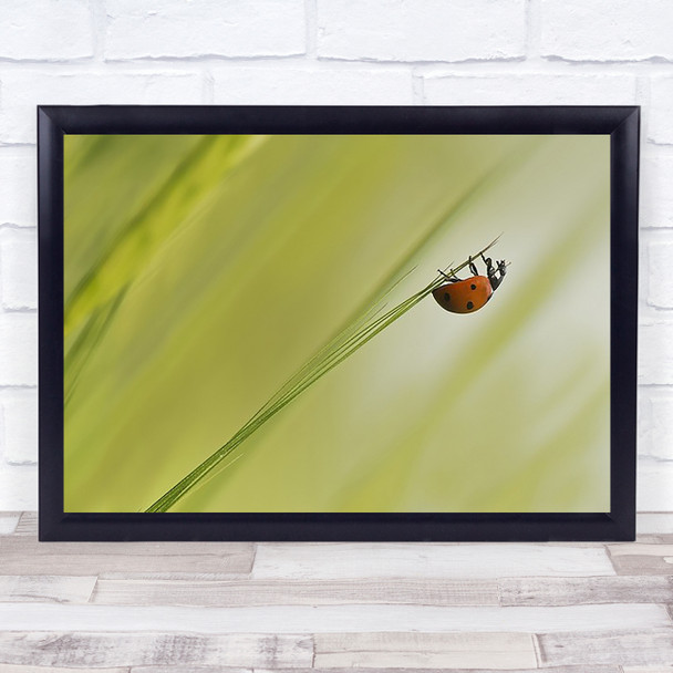 Up Iran Ladybug Ladybird Grass Insect Insects Bokeh Gentle Wall Art Print