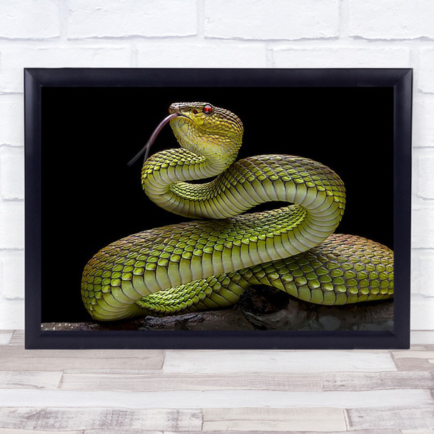 Venomous Viper Snake Reptile Animal Python Tree Scales Serpent Eye Art Print
