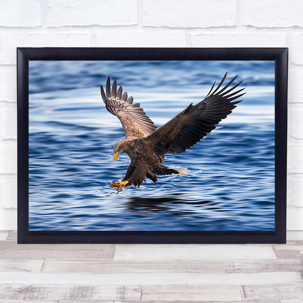 White-tailed Eagle Diving Wall Art Print