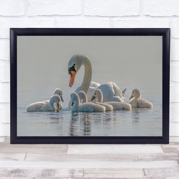 Wild Nature Animal Swan Swans Cute Duckling Wall Art Print
