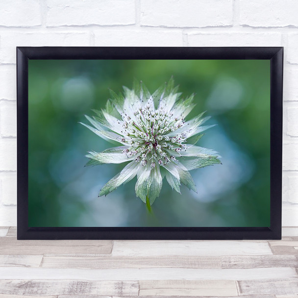 Astrantia Flower Masterwort White Bloom Close-Up l Bokeh Wall Art Print