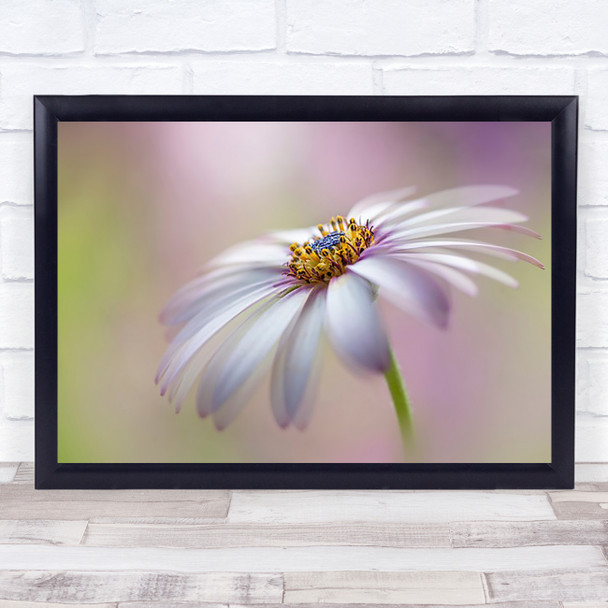 Cape Daisy Flower Bloom Close-Up L Freshness Petals Pink Pastel Wall Art Print