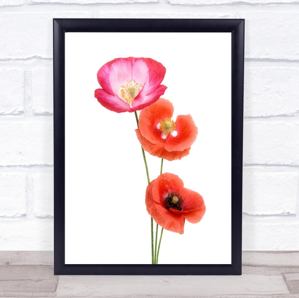 Colourful poppies Flowers Poppy Flower l Red Wall Art Print