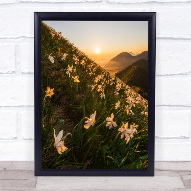 Daffodils Flower Flowers l Sunlight Backlighting Wall Art Print