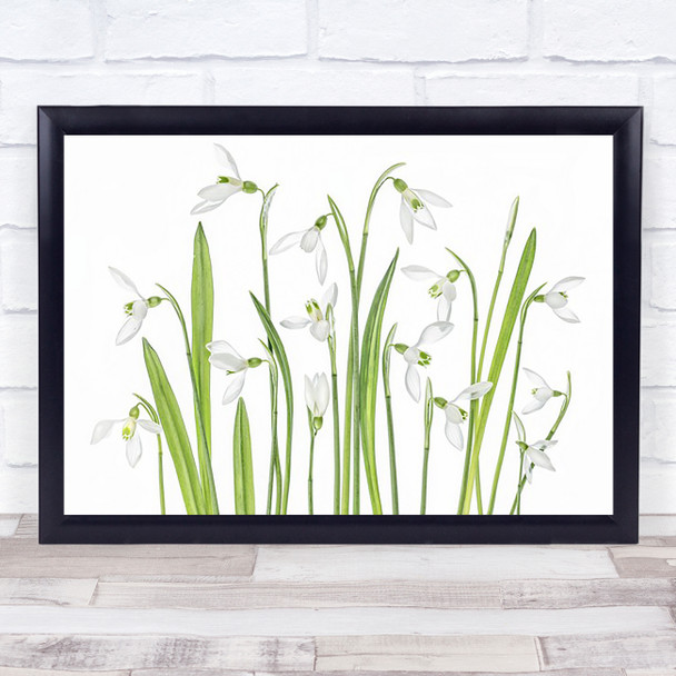 First Snowdrops Galanthis Spring Flower L White Green Wall Art Print