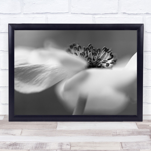 Flower Blossom Anemone Garden Flowers Petal Petals Wall Art Print