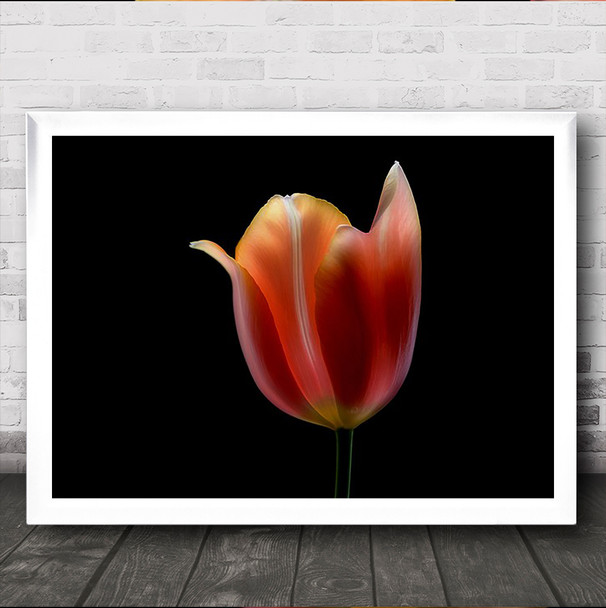 French Tulip Flower Orange Wall Art Print