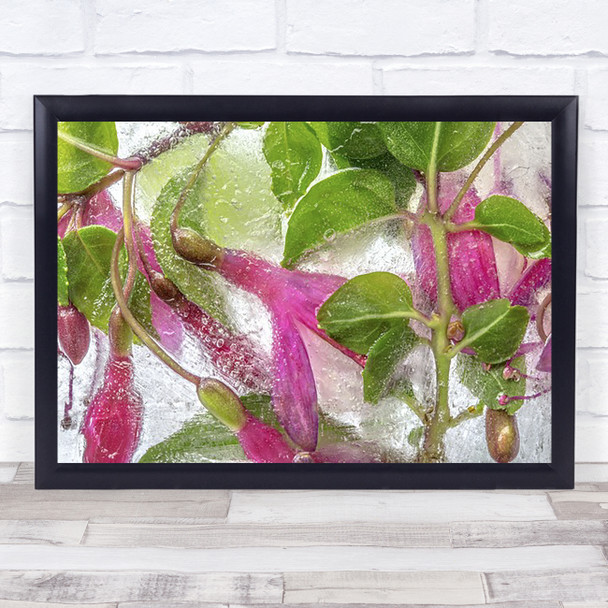 Fuchsia Freeze Flower L Cold Red White Green Pink Wall Art Print