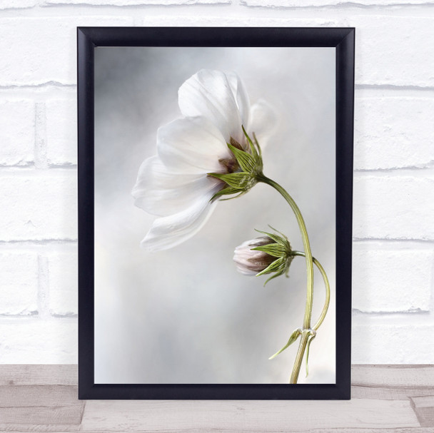 Heavenly Cosmos Flower Flowers White High Wall Art Print