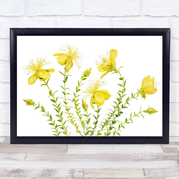 Hypericum Yellow Summer Flower White Wall Art Print