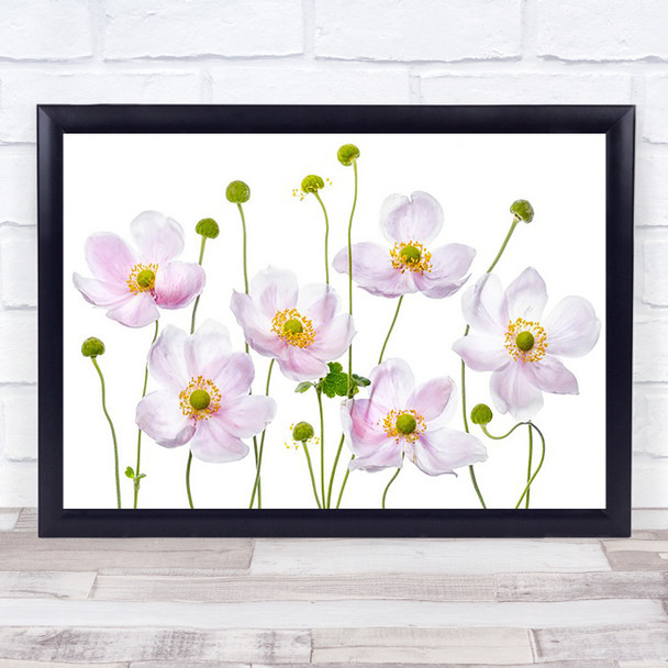 Japanese Anemones Summer Flower L Garden Plant Pink Wall Art Print