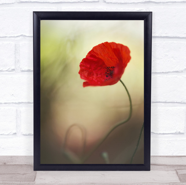 Poppy Red Romance Soft Love Passion Bokeh Flower Wall Art Print