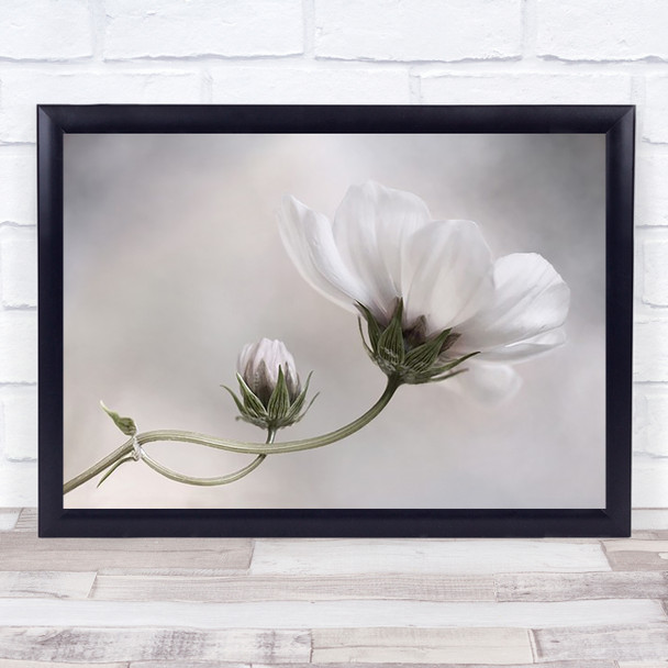 Simply Cosmos White Bright Flower Delicate Gentle Bud Wall Art Print