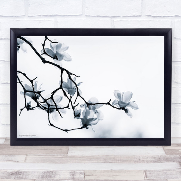 The White Queen Magnolia Flower Blossom Flowers Wall Art Print