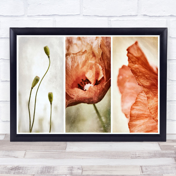 Triptych Flower Faded Poppy Poppies Red Wall Art Print