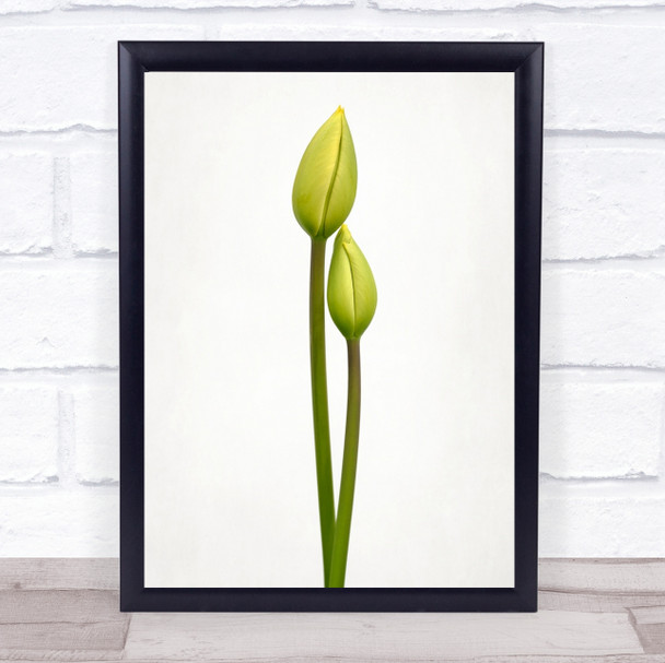 Tulip Time Flower Simple Wall Art Print