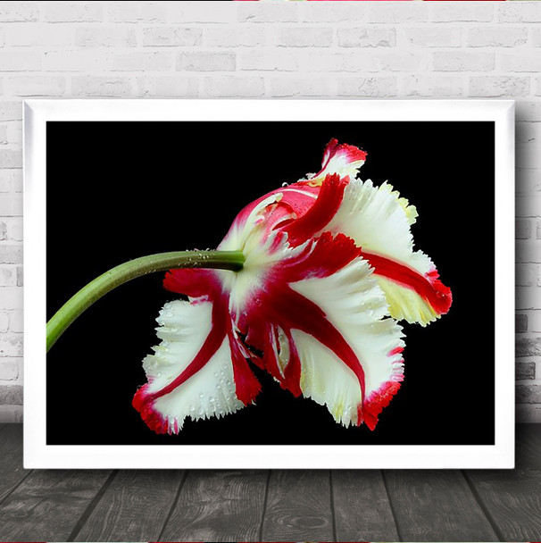 Tulipa Flaming Parrot Flower Tulip Wall Art Print