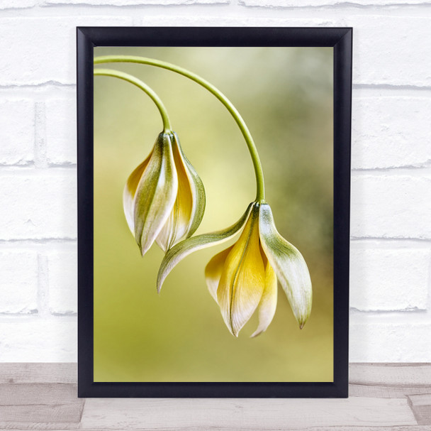 Tulipa Tulip Spring Flower L Yellow Green Flowers Bokeh Wall Art Print