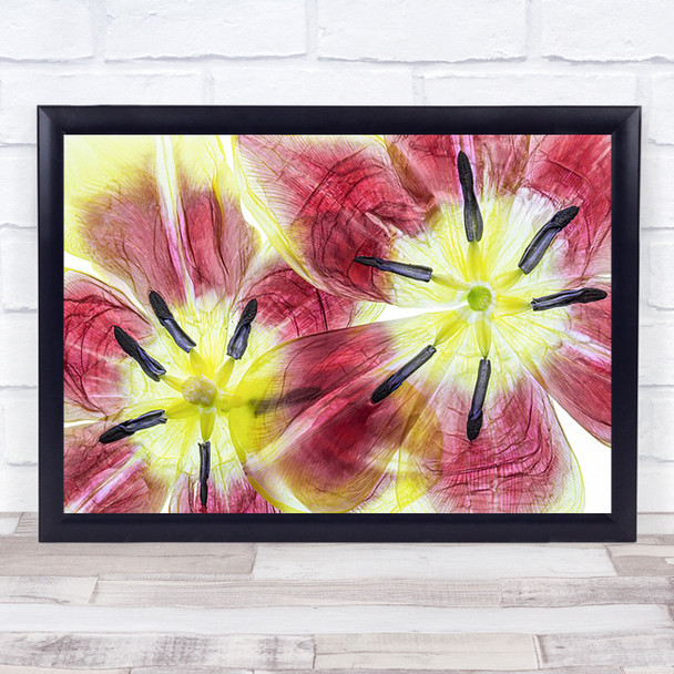 Tulips Petals Tulip Flowers Graphic Painterly Wall Art Print