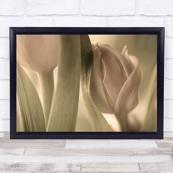 Tulips Sweden Flower Tulip Desaturated Flowers Wall Art Print