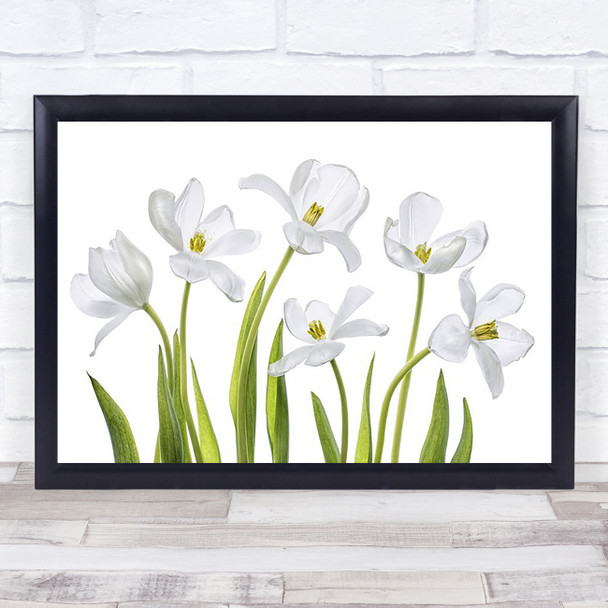 White Tulips Tulip Spring Flower L Green Garden Wall Art Print