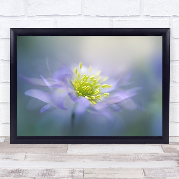 Windflower Anemone Flower Blue Soft Tender Bokeh Gentle Wall Art Print