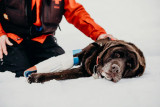 SAM Splint XL, on k9 leg