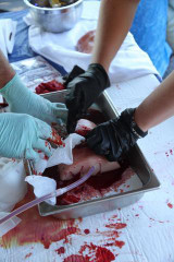 Wound Packing Task Trainer (Luna) by TrueClot in use for stop the bleed training