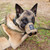 K9 Handler Trauma Kit by TacMed Solutions showing dog with muzzle