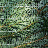  Biodegradeable Christmas Tree Netting 45cm (400m Sleeve) 