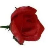  Wreath Flowers Rose Red Pick (Pack 100) 