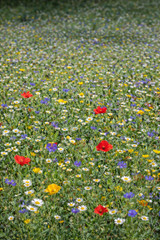 Jessica Bee's Wildflower Premium 100% British Wildflower Seed Mix 