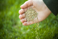 Best Time to Sow Grass Seed in the UK | Lawn Seeding Guide