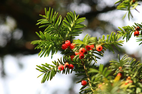 Hugh’s Guide to the Best Conifers