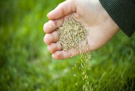 Best Time to Sow Grass Seed in the UK | Lawn Seeding Guide