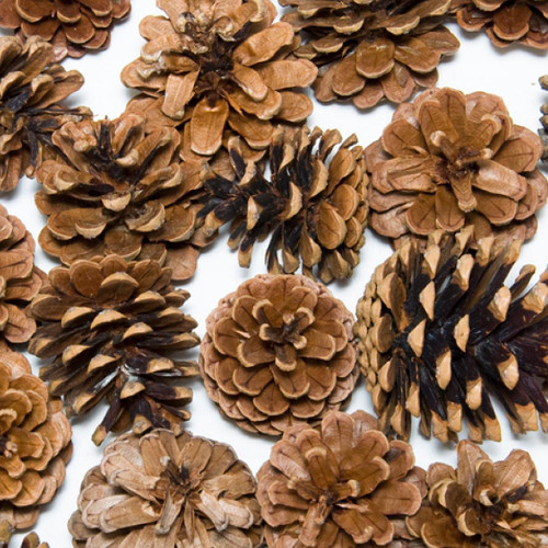  Natural Pine Cones 10kg 