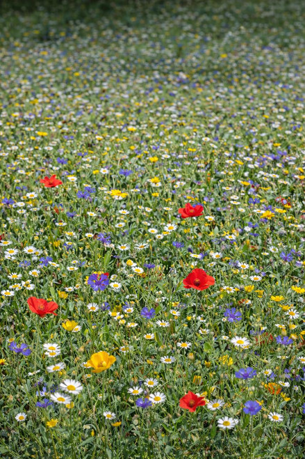 Jessica Bee's Wildflower 80:20 Premium Wildflower & Grass Seed Mix 1 kg 