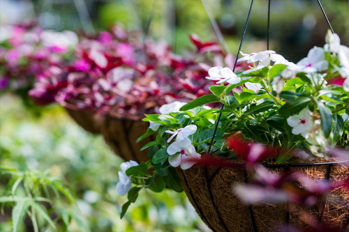 Hanging Baskets