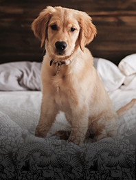 How to Make Homemade CBD Gummies: A Step-by-Step Guide sSAGI