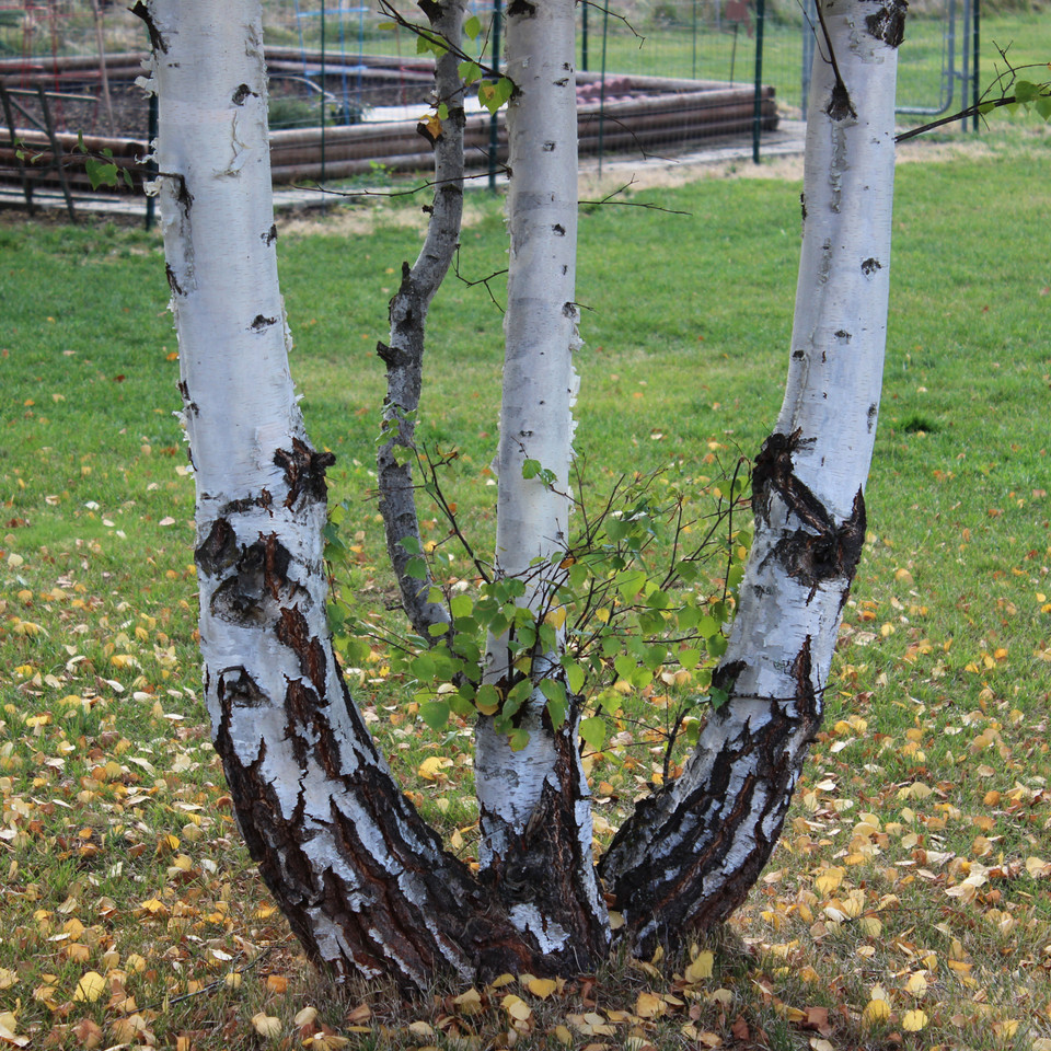 Wood loves Trees! And, we Love Their Responsible Use in Apparel!