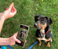 Tips for Taking a Good Photo of Your Dog