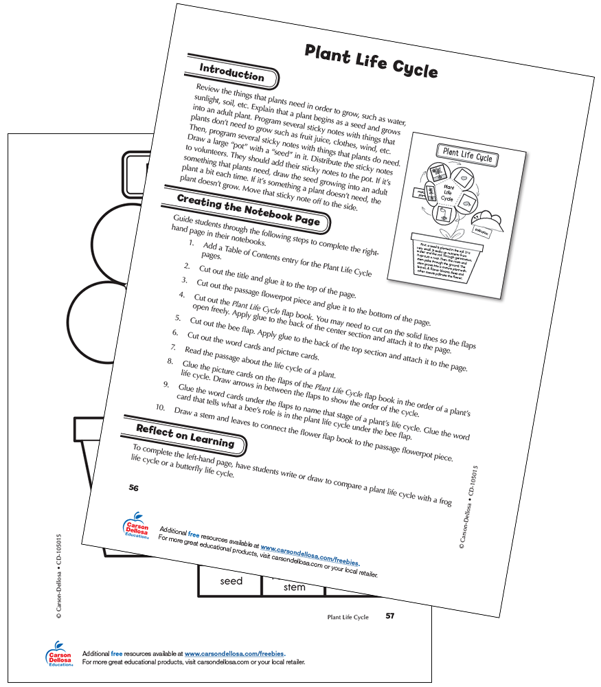 Plant Life Cycle Free Printable | Carson Dellosa