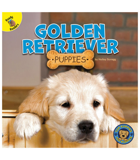 Top Puppies Golden Retriever Puppies Reader image