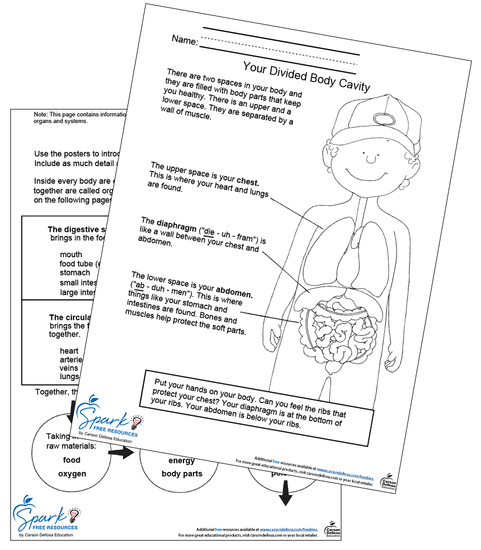 Our Body Systems Free Printable