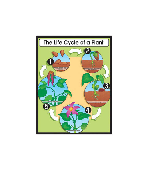Carson-Dellosa Life Cycle of a Plant Teacher
