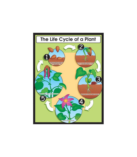 The Life Cycle of a Plant Chart image