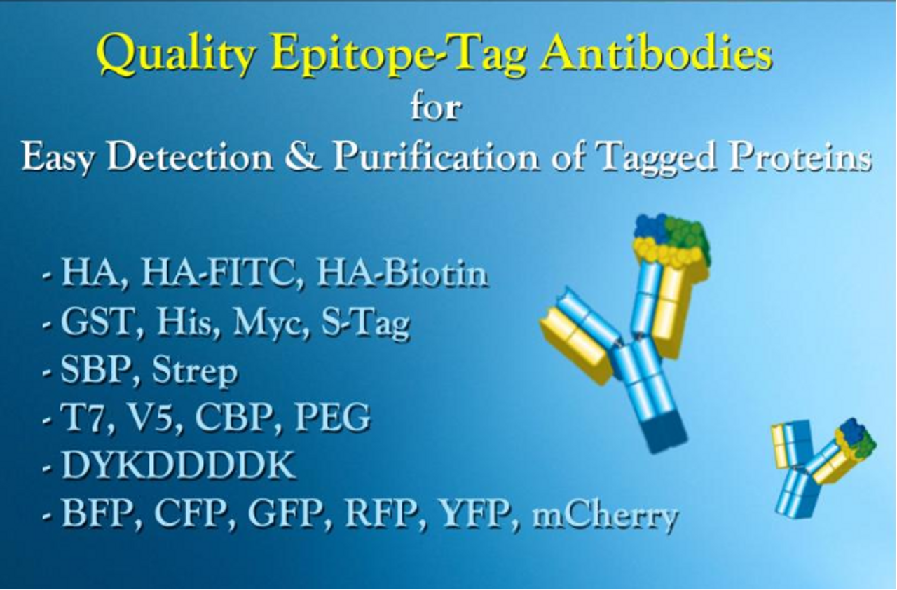 Anti-PER2 Polyclonal Antibody