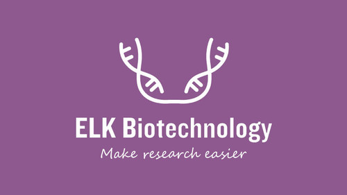 Human IL12(Interleukin 12) ELISA Kit