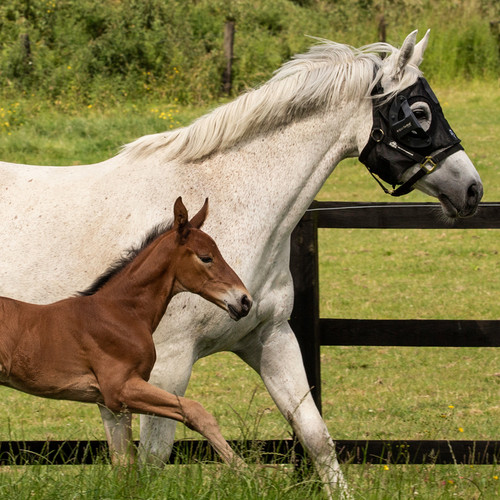 Equilume Curragh (Replaceable - Horse Size)
