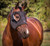 Equilume Belfield (Seasonal)